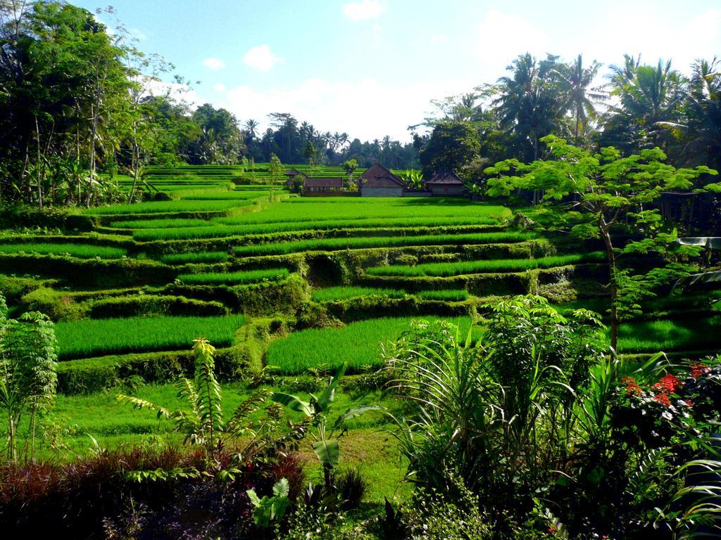 Villa Viola Ubud  Exterior photo